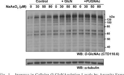 Figure 1 From Hyper O GlcNAcylation Inhibits The Induction Of Heat