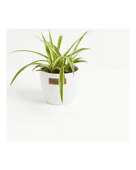 Small Spider Plant in Coconut Eco Pot - Walmart.com