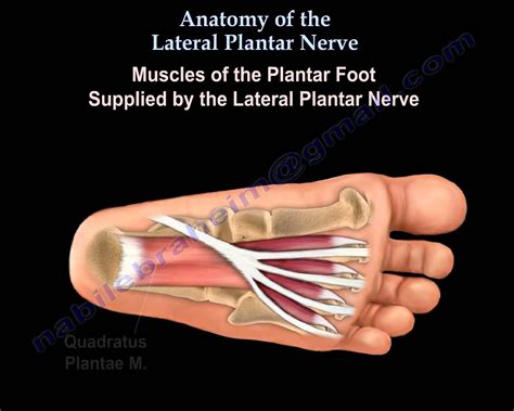 Lateral Plantar Nerve Pain - Plant Ideas