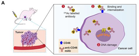 New Theranostic Approach Targets Prostate Cancer Ucsf Radiology