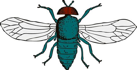 Vector Gratis Azul Botella Escarabajo Insecto Imagen Gratis En