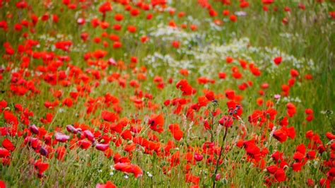 Free Images Landscape Meadow Flower Tulip Red Wildflower