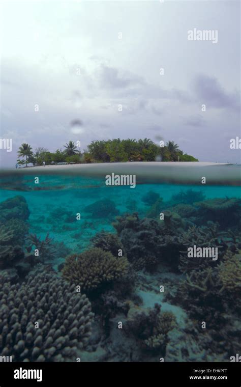 Tropical island and coral reef, Maldives Stock Photo - Alamy