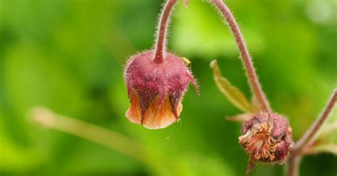 Geum Rivale Knikkend Nagelkruid Bloemenpark Appeltern