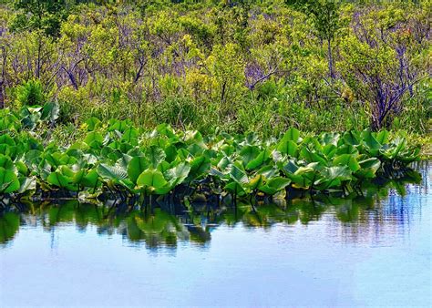 Swamp Marsh Water Free Photo On Pixabay Pixabay