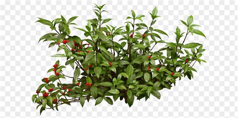 Shrub Portable Network Graphics Arbustos Con Flores Adobe Photoshop Png