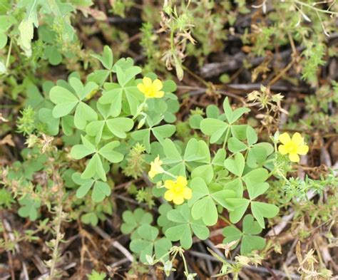 Yellow Woodsorrel Mizzou Weedid