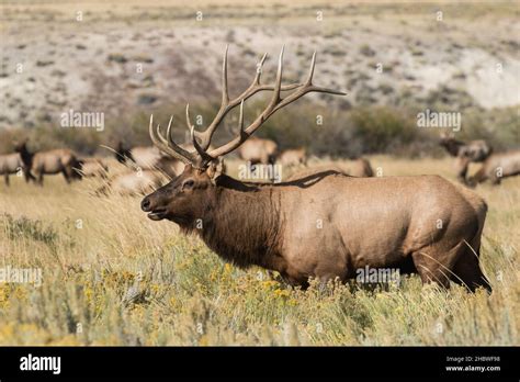 Royal Bull Elk Stock Photo - Alamy