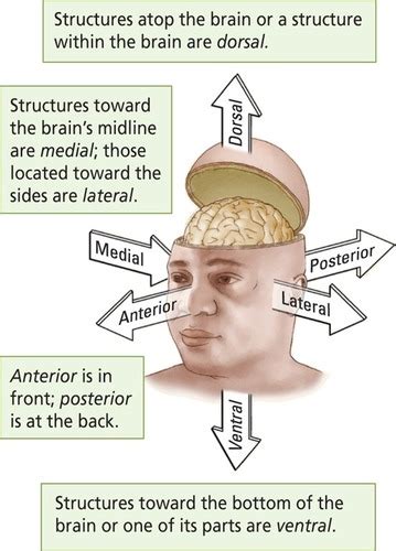 Nsci Chapter Functional Neuroanatomy Gross Neuroanatomy