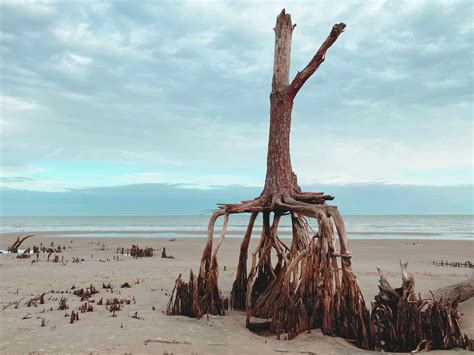 Boneyard Beach Sc The Low Countrys Hidden Gem Secrets Exposed By A