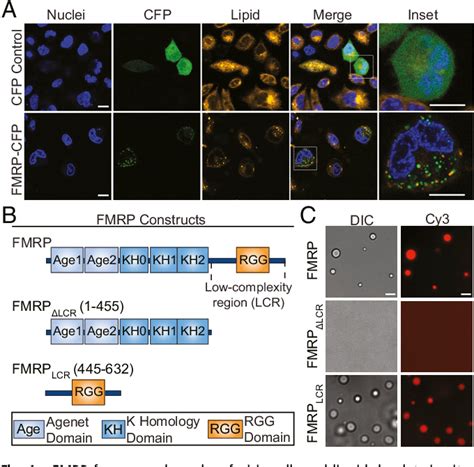 Figure 1 From Phosphoregulated FMRP Phase Separation Models Activity