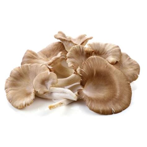 Malaysia Oyster Mushroom NTUC FairPrice