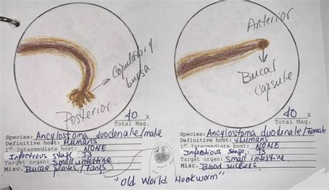 Nematode II Flashcards Quizlet