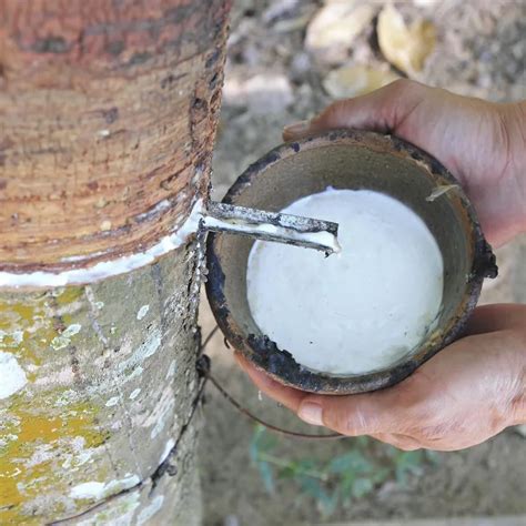 Latex Hala Drc Raw Material Thailand Natural Rubber Manufacturer