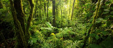 regenwald spektrum der wissenschaft