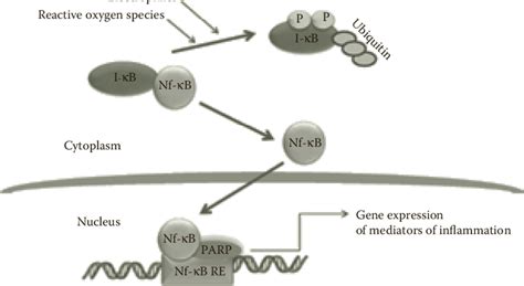 8 Activation Of The Transcription Factor Nf κb By Reactive Oxygen