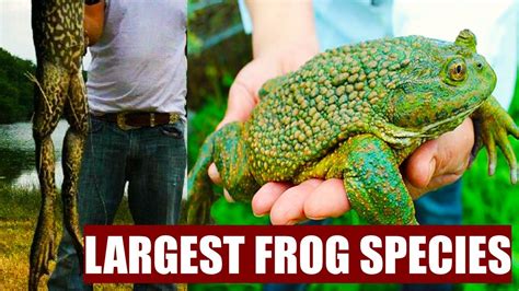 The 10 Largest Frog Species In The World Youtube