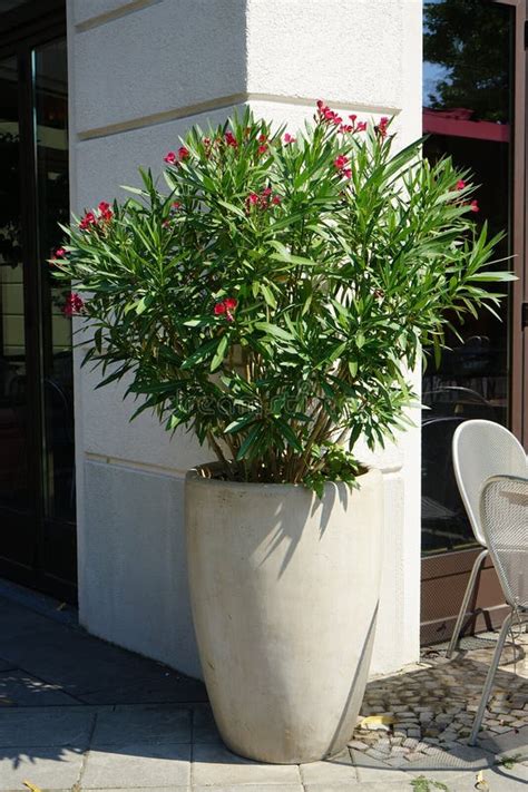 Nerium Oleander Blooms In A Pot In July Potsdam Germany Stock Image