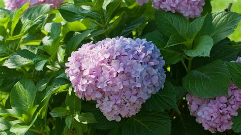 The Best Hydrangeas for Your Climate: Tips for Your Zone