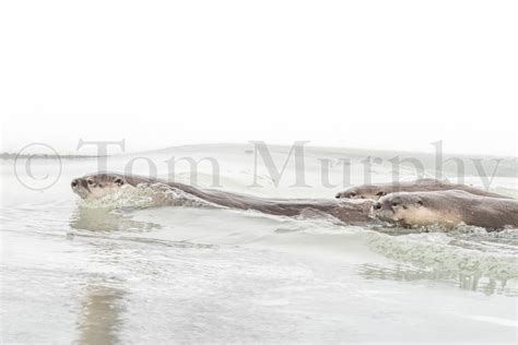 River Otter Swimming – Tom Murphy Photography