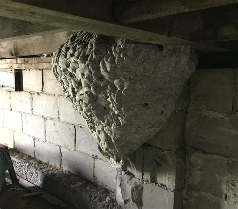 Huge Wasp Nest Found Under Porch Vextech Pest Management