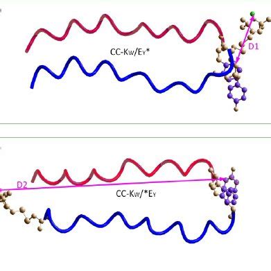 Figure S8 Structure Of Peptide Coil E Y A And Coil E Y B A