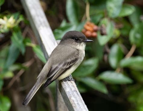 25 Common Birds in Florida: Identification Guide - Florida Trippers