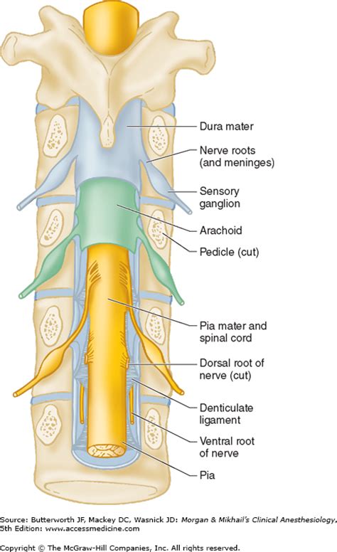 Spinal, Epidural, & Caudal Blocks | Anesthesia Key