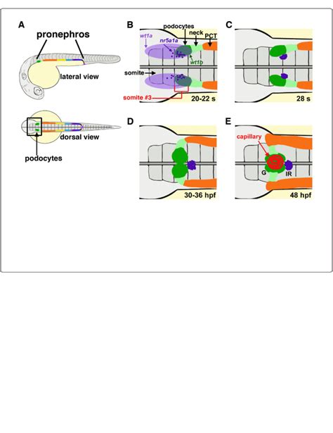 Molecular Mechanisms Of Podocyte Development Revealed By Zebrafish