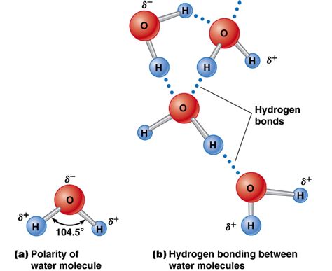 Why Is Water A Good Solvent General Knowledge Questions