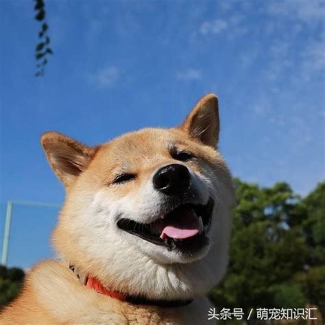 養狗千萬不要養柴犬不說了我賣狗去了 每日頭條