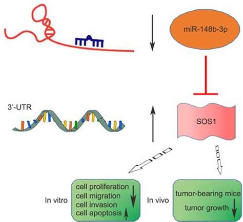 Full Article Mir B P As A Tumor Suppressor Targets Son Of