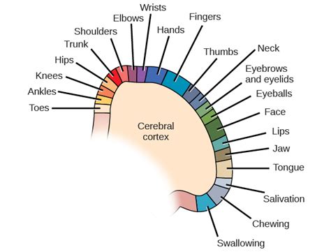 Lobes Of The Brain Introduction To Psychology