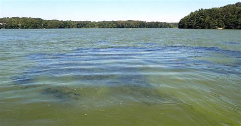 Algae Bloom Returns To Santuit Pond Mashpee News