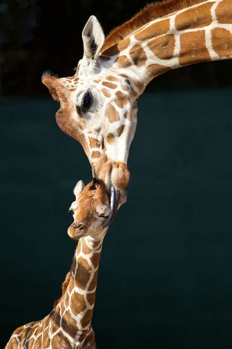 Giraffe iPhone Wallpapers - Top Free Giraffe iPhone Backgrounds - WallpaperAccess