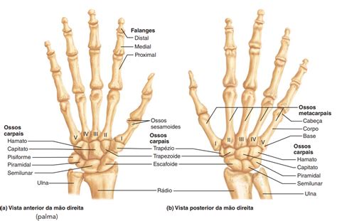 Ossos Da M O Anatomia I