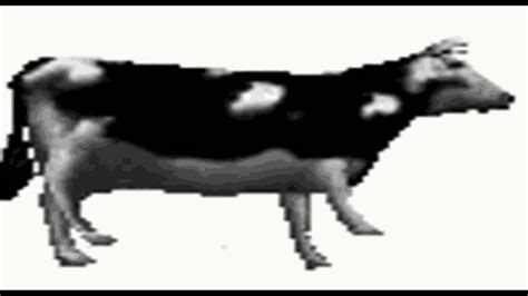 Dancing Cow Dancing Polish Cow GIF - Dancing Cow Dancing Polish Cow Cow ...