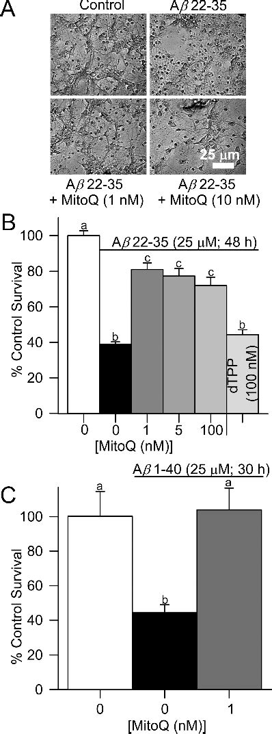 Figure 1 From The Mitochondria Targeted Antioxidant Mitoq Prevents Loss