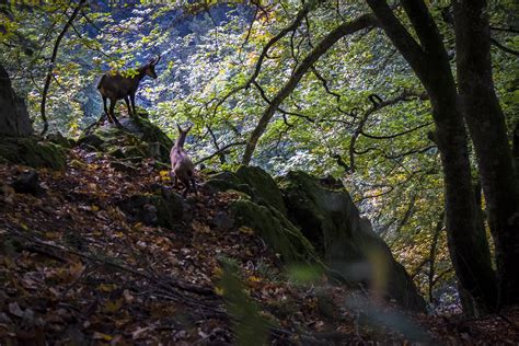 Sentier Des Roches Felsenweg Strohmeyerpfad Col De La Schlucht Le