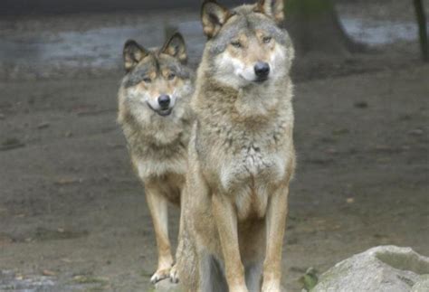 Wolf Beim Gassi Gehen Begegnen So Sollte Man Sich Verhalten