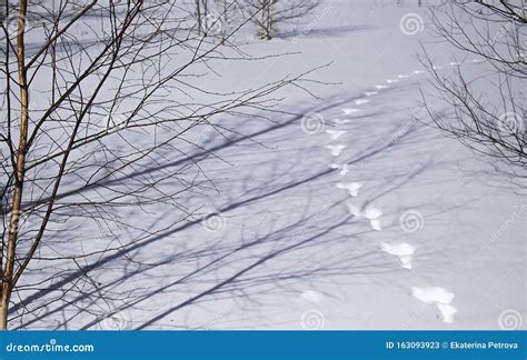 Rastreios De Neve Branca No Inverno Na Floresta Num Dia Ensolarado