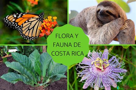 FLORA y FAUNA de COSTA RICA Características y ejemplos