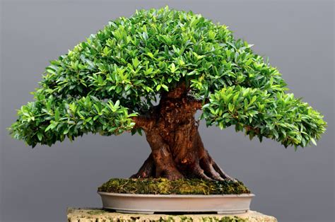 Bonsai Around The World The James J Smith Bonsai Gallery In Fort