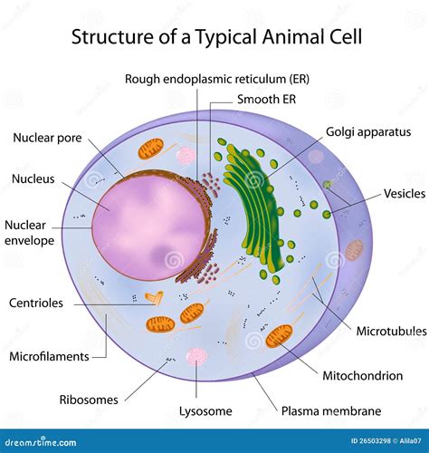 Animal Cell Diagram With Cytoskeleton / Animal Cell Basketball Analogy ...