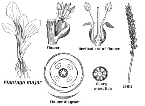 Plantaginaceae - Alchetron, The Free Social Encyclopedia