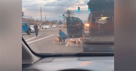 YouTube Viral Mujer Arriesga Su Vida Para Salvar A Perros Callejeros