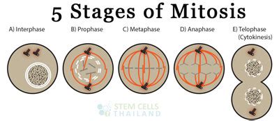 The 5 Phases of Mitosis