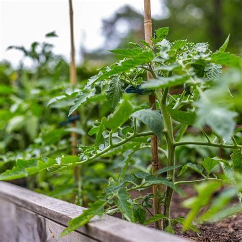 Growing Tomatoes In Raised Beds The Secrets To Success