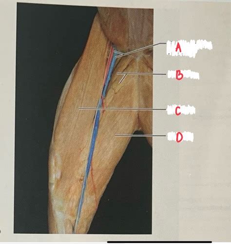 Anatomy Lab Exam 2 Cat Roni Flashcards Quizlet