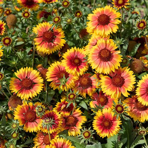 Dwarf Perennial Gaillardia Seeds Everwilde Farms